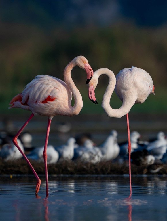 Le Flamant Rose, prince des lignes d'eau