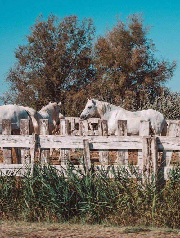 Le Cheval Camargue, l'esprit de libert�