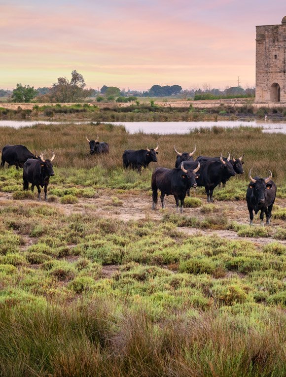 Le Taureau noir, roi de la biosph�re