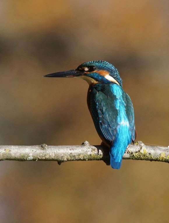 Un sanctuaire pour les oiseaux migrateurs