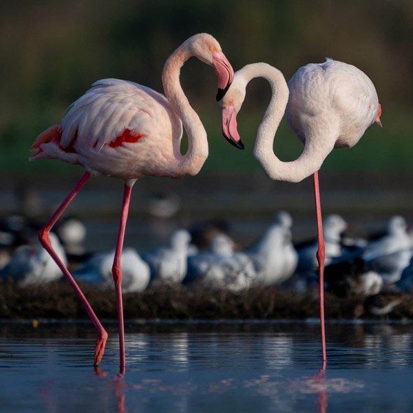 Safari ornithologique au Parc de Pont de Gau